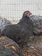 Orpington kriel haan, Dieren en Toebehoren, Pluimvee, Mannelijk, Kip