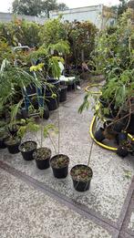 Albizia/slaapbomen jonge bomen rond de meter 9,95, Vaste plant, Halfschaduw, Zomer, Ophalen