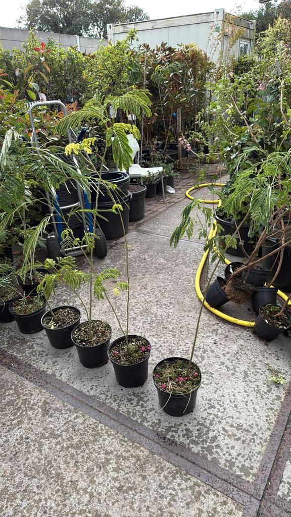 Albizia/slaapbomen jonge bomen rond de meter 9,95, Tuin en Terras, Planten | Tuinplanten, Vaste plant, Overige soorten, Halfschaduw