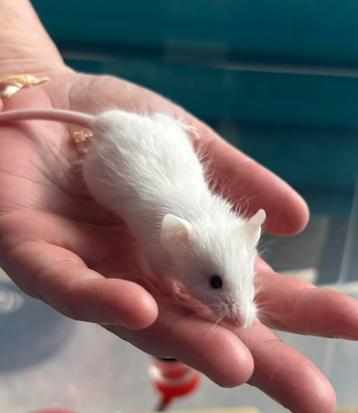 Witte man muis met zwarte ogen gratis op te halen beschikbaar voor biedingen