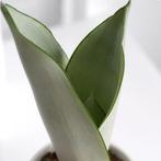 Sansevieria Moonshine - Nieuw blad, Vetplant, Minder dan 100 cm, Bloeiende kamerplant, Halfschaduw