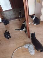 Lieve Katjes zoeken een nieuw thuis, Dieren en Toebehoren, Katten en Kittens | Overige Katten, Meerdere dieren, Kortharig, 0 tot 2 jaar