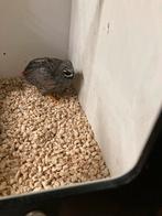 Chinese dwergkwartel haan, Dieren en Toebehoren, Mannelijk