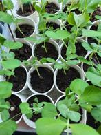 Sugar snap plantjes - 3 voor €2,50 - moestuin, Tuin en Terras, Planten | Tuinplanten, Zomer, Ophalen of Verzenden, Groenteplanten