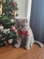 Heel schattig en geschikt voor gezinnen met kinderen, Dieren en Toebehoren, Katten en Kittens | Raskatten | Korthaar, Poes