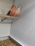 Koppel Bourkes, Dieren en Toebehoren, Vogels | Parkieten en Papegaaien