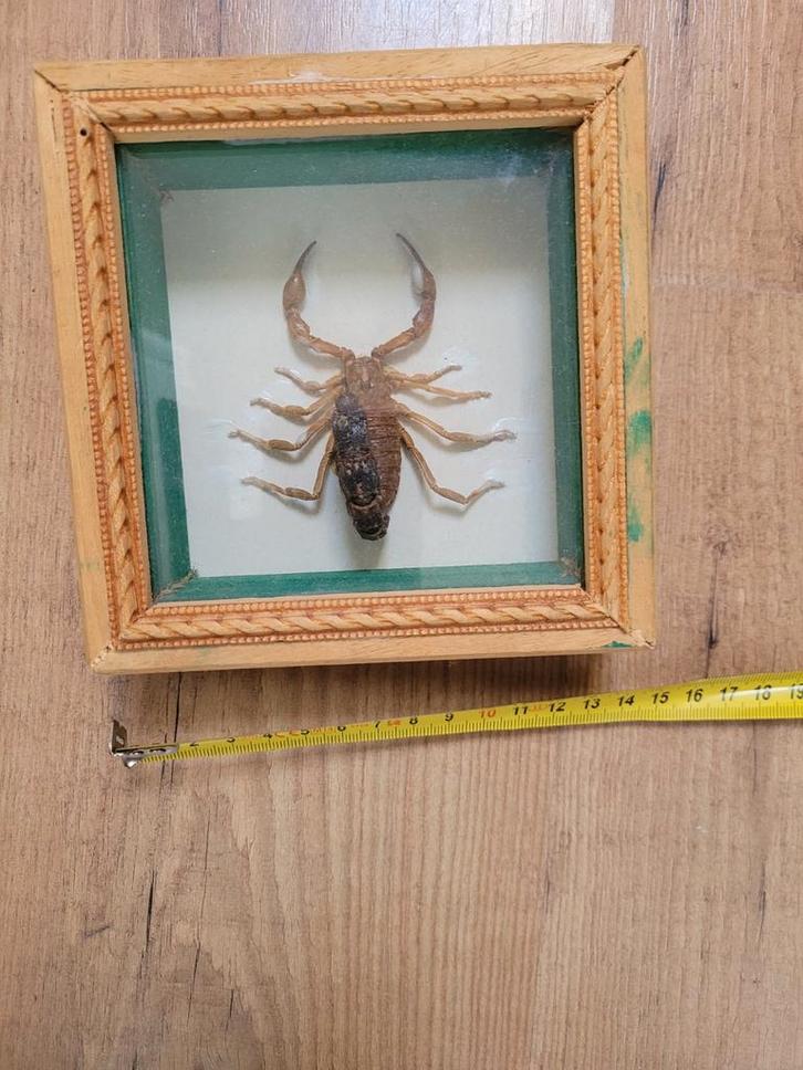 Schorpioen in lijst, Antiek en Kunst, Antiek | Woonaccessoires, Ophalen of Verzenden