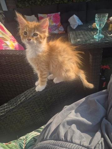Laatste mainecoon meisje mag verhuizen beschikbaar voor biedingen