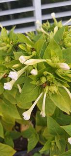 Mirabilis Jalapa Zaden (Nachtschone) - Wit, Ophalen of Verzenden, Voorjaar, Volle zon, Zaad