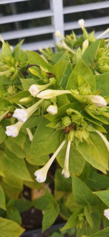 Mirabilis Jalapa Zaden (Nachtschone) - Wit beschikbaar voor biedingen