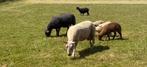 Twee ooien niet voor fok !, Dieren en Toebehoren, Schapen, Geiten en Varkens, Vrouwelijk, Schaap