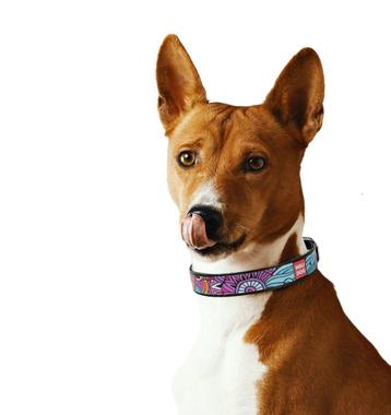 WAUDOG Summer Lederen Halsband Zwart Nek 27-36 cm KOOPJE!!! beschikbaar voor biedingen