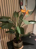 Kunst Strelitzia - Prachtige Paradijsvogelbloem, Huis en Inrichting, Groene kamerplant, Ophalen of Verzenden, Overige soorten