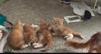 Siberische/mainecoon kittens, Dieren en Toebehoren, Katten en Kittens | Raskatten | Langhaar, Meerdere dieren