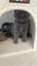 Brits korthaar kitten Raszuiver. Mag het nest verlaten!, Dieren en Toebehoren, Katten en Kittens | Raskatten | Korthaar, Kater