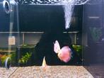 Discus vissen, Vis, Zoetwatervis