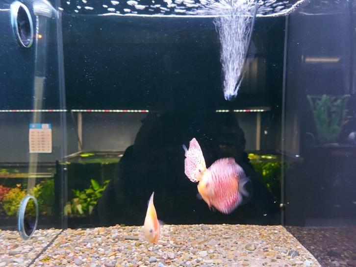 Discus vissen, Dieren en Toebehoren, Vissen | Aquariumvissen, Zoetwatervis, Vis
