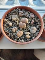 Lithops, levend steentje, succulent, Huis en Inrichting, Kamerplanten, Ophalen of Verzenden, Overige soorten, Minder dan 100 cm