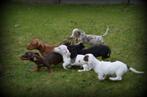 Teckel pup korthaar, Rabiës (hondsdolheid), Meerdere, 8 tot 15 weken, Meerdere dieren