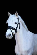 Te koop: Zeer lieve stoere C pony, Dieren en Toebehoren, Paarden, Minder dan 160 cm, Dressuurpaard, L, 11 jaar of ouder