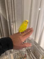 Mooie tam grasparkiet, Dieren en Toebehoren, Vrouwelijk, Parkiet, Tam