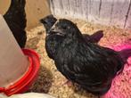 Ayam cemani, Dieren en Toebehoren, Meerdere dieren, Kip