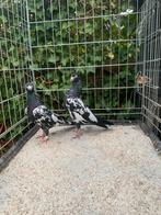 Pakistaanse Hoogvliegers Ramburi (TOP Duiven), Dieren en Toebehoren, Meerdere dieren