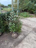 Olijfwilg of Eleagnus hoog 125/150 plant er 3-4 pm, Ophalen, Haag, 100 tot 250 cm
