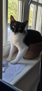 Te koop zeer lieve poes., 0 tot 2 jaar