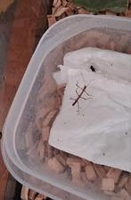 Baby wandelende tak, Dieren en Toebehoren, Insecten en Spinnen, Wandelende tak