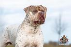 American bully XL dekreu, Dieren en Toebehoren, Honden | Dekreuen, Particulier, Rabiës (hondsdolheid), 1 tot 2 jaar, Reu