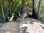 Jonge loopeenden te koop, Dieren en Toebehoren, Pluimvee, Meerdere dieren, Eend