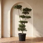 Olijfboom pon pon, 100 tot 250 cm, Olijfboom, Zomer, Ophalen