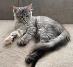 XXL Maine Coon Kittens beschikbaar €1450 met stamboom, Dieren en Toebehoren, Meerdere dieren, Met stamboom