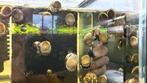 Clithon Diadema horn snail AANBIEDING, Slak of Weekdier