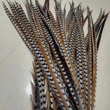 KONINGS FAZANT VEREN diverse lengte op voorraad, Kleding | Heren, Carnavalskleding en Feestkleding, Nieuw, Kleding, Overige maten