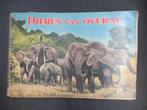 Dieren van Overal plaatjesalbum Full speed, virginia cigaret, Boeken, Prentenboeken en Plaatjesalbums, Ophalen of Verzenden, Gelezen