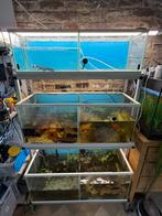 Mooie aquarium stelling, 6 bakken!, Dieren en Toebehoren, Vissen | Aquaria en Toebehoren, Ophalen, Zo goed als nieuw, Leeg aquarium