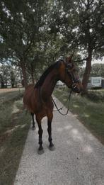 Knappe 3,5 jarige merrie, Merrie, Minder dan 160 cm, 3 tot 6 jaar, Onbeleerd