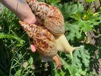 Jonge achatina reticulata, Afrikaanse reuzenslakken te koop., Dieren en Toebehoren, Meerdere dieren