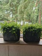 2 bloempotten met planten, Ophalen, Rond, Zo goed als nieuw, Minder dan 25 cm