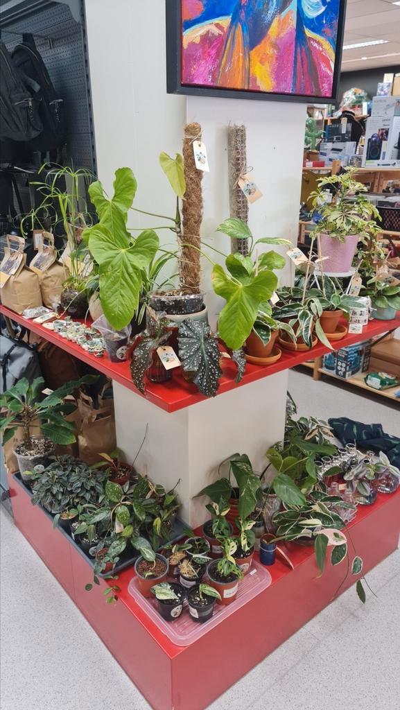 Planten en stekje in Assen! In Jouw Winkelkraam, Huis en Inrichting, Kamerplanten, Ophalen