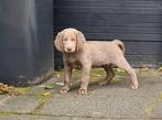 weimaraner langhaar pup, teefje, Dieren en Toebehoren, Honden | Retrievers, Spaniëls en Waterhonden, Overige rassen, CDV (hondenziekte)