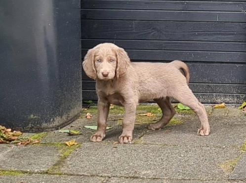 weimaraner langhaar pup, teefje, Dieren en Toebehoren, Honden | Retrievers, Spaniëls en Waterhonden, Meerdere dieren, Overige rassen