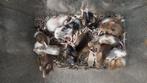 Kleurmuizen, Dieren en Toebehoren, Muis, Juli, Meerdere dieren, Tam