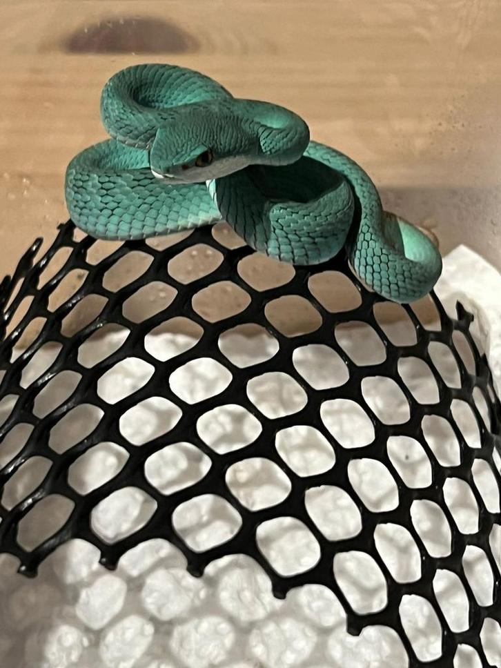 Trimeresurus blue insularis