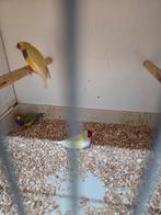 Gould amadine mannen, Dieren en Toebehoren, Vogels | Overige Vogels, Mannelijk