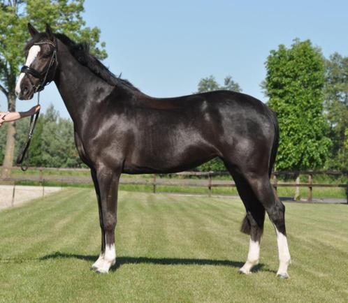 5 jarige all round merrie, Dieren en Toebehoren, Paarden, Merrie, B, 165 tot 170 cm, 3 tot 6 jaar, Met stamboom, Gechipt, Ontwormd