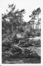 Nunspeet Bosgezicht., Verzamelen, Ansichtkaarten | Nederland, Ophalen of Verzenden, 1940 tot 1960, Gelopen, Gelderland