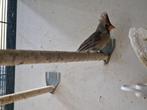 Rode Kardinaal Pop | 2025 | Gezonde vogel | Rodekardinaal, Dieren en Toebehoren, Vogels | Overige Vogels, Vrouwelijk, Wildzangvogel
